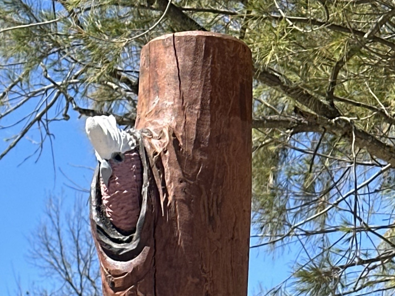 Concrete Paths, Walls, Paving & Garden Edging - 3