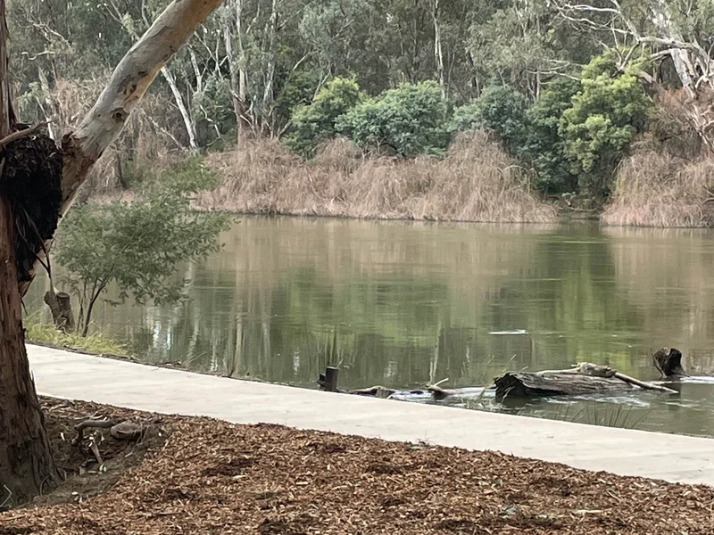 Corowa Lagoon Walking Trail - Image 11