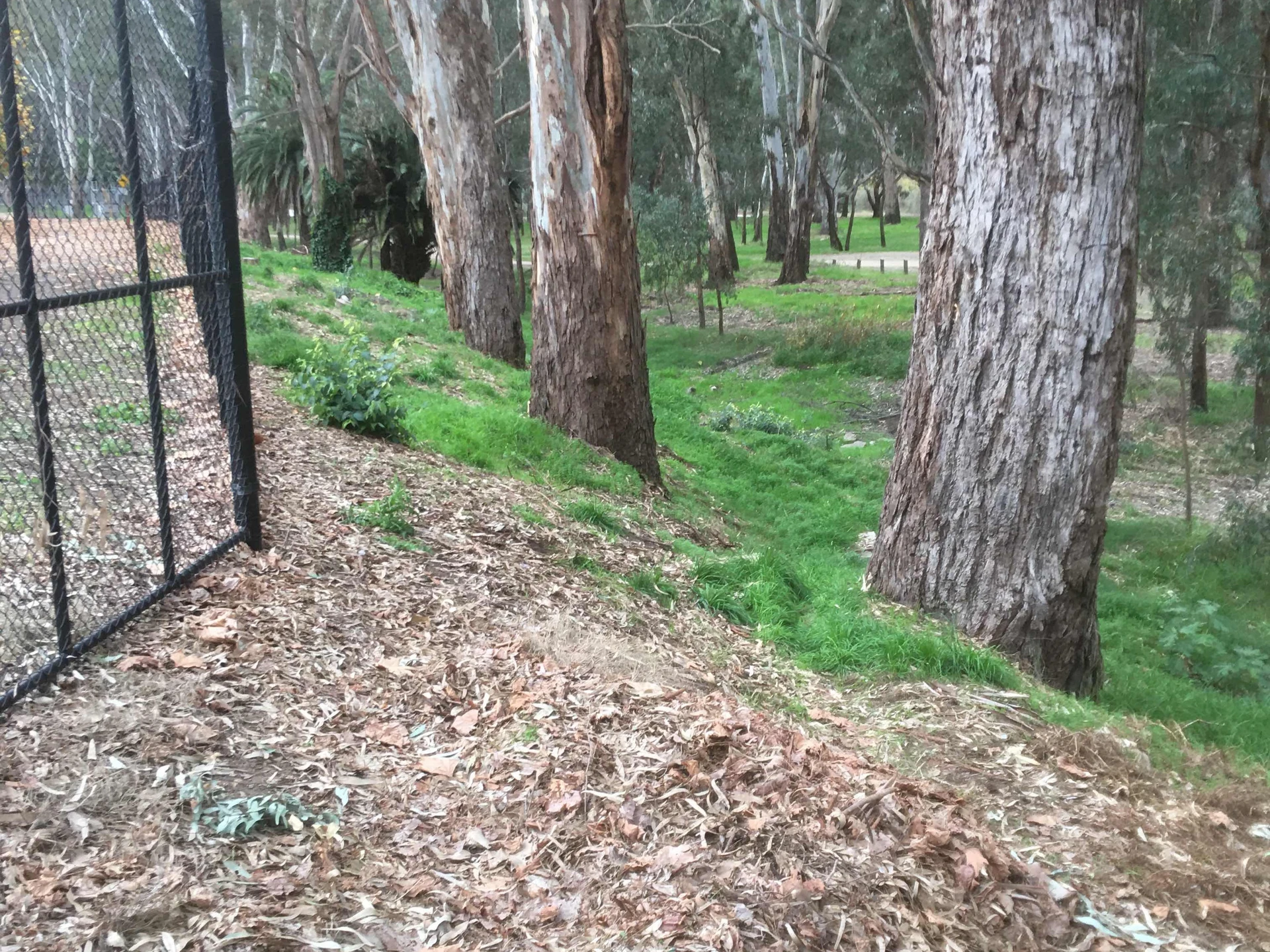 Corowa Lagoon Walking Trail - Image 15