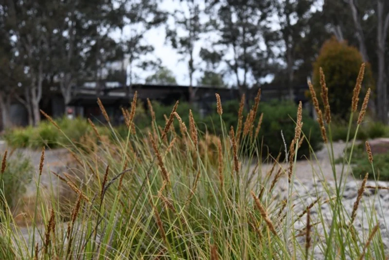 CSU – Sustainable Landscape Upgrade - Image 10