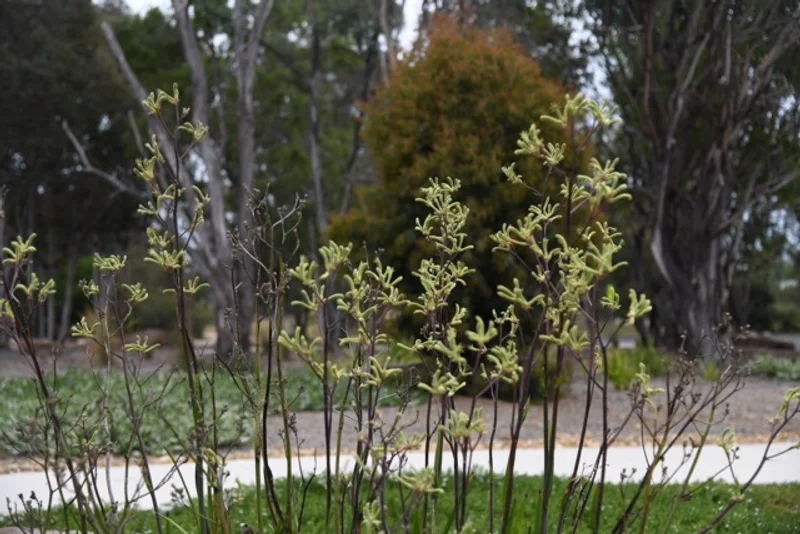 CSU – Sustainable Landscape Upgrade - Image 11