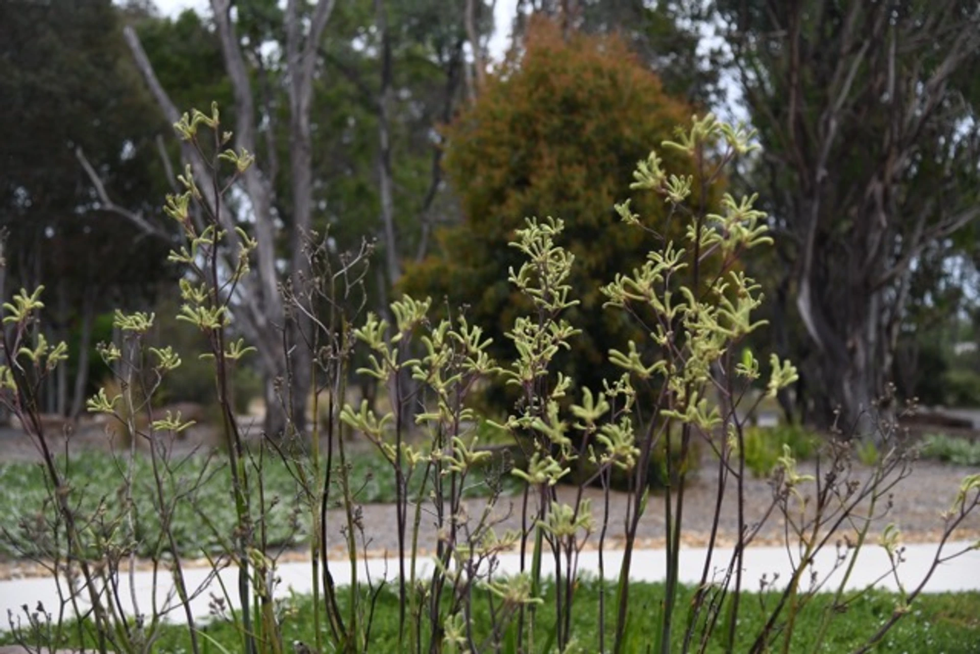 CSU – Sustainable Landscape Upgrade - Image 12