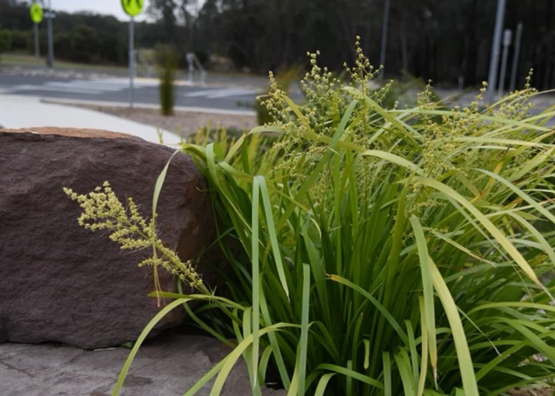 CSU – Sustainable Landscape Upgrade - Image 12