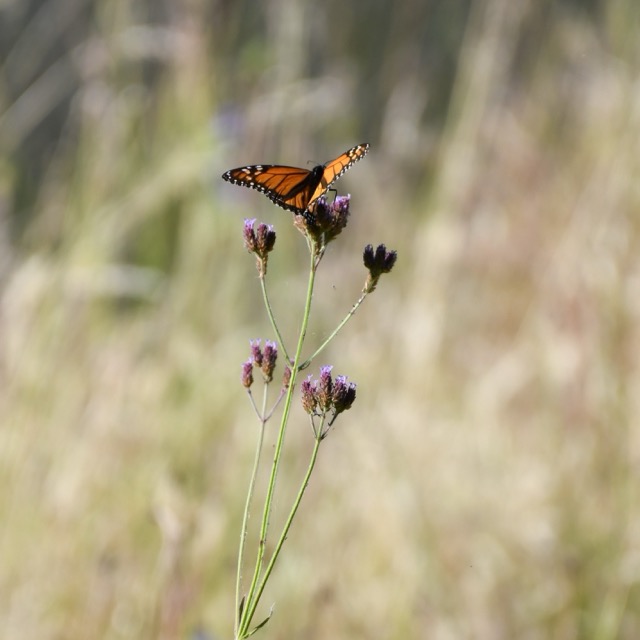 Habitat Creation - 1