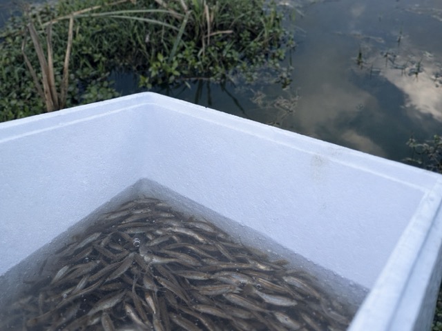 Habitat Creation - 2