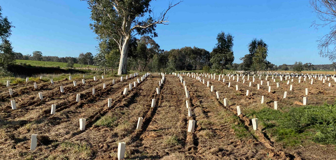 Revegetation Blocks and Tubestock Planting at Enviro Culture Services NSW & VIC