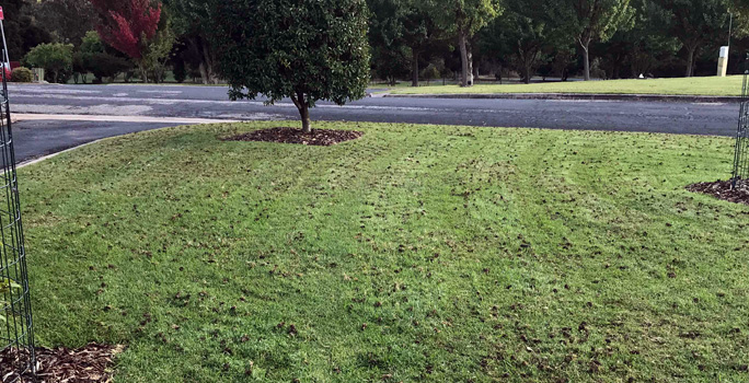 Direct Seeding at Enviro Culture Services NSW & VIC